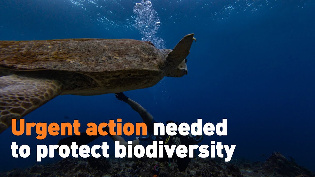 Urgent action needed to protect biodiversity - YouTube