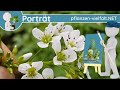  portrt 039  bitteres schaumkraut cardamine amara  wildpflanzensteckbrief essbar