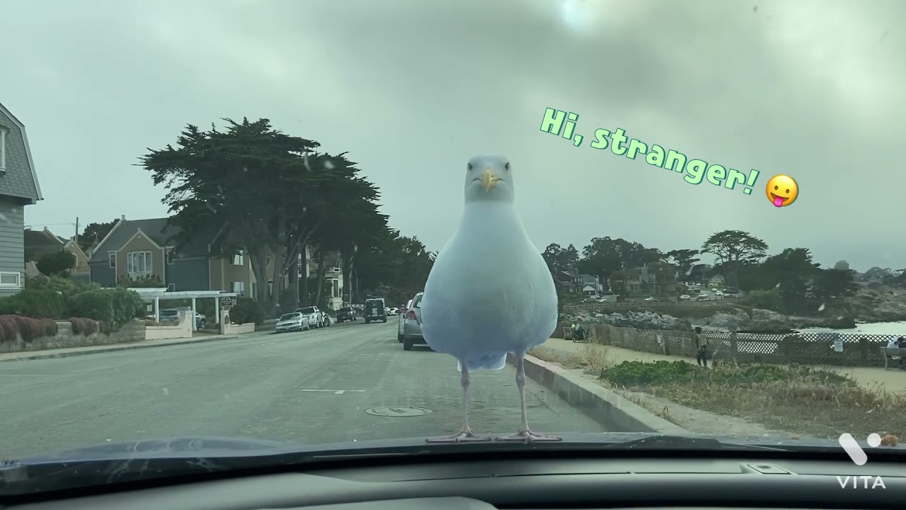 Hi, stranger! Awesome cute seagull! 🐥