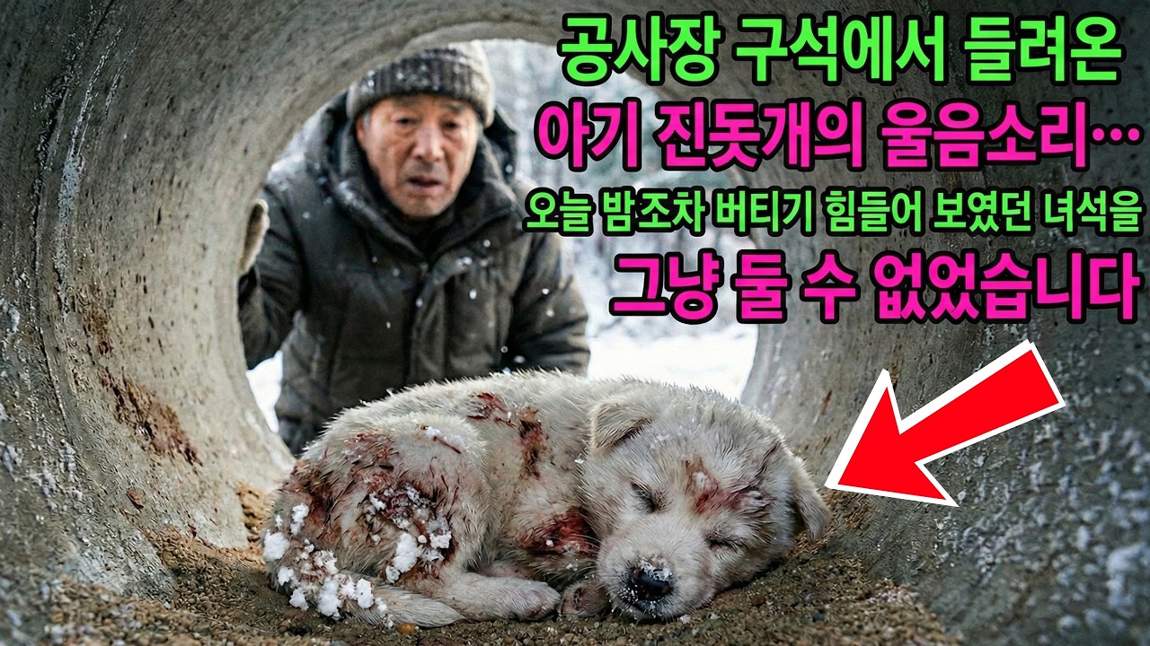 영하 20도의 공사장 파이프 속에서, 탯줄도 안 뗀 아기 진돗개가 얼어 죽어가고 있었습니다