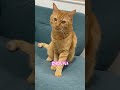 めちゃかわいい　#shorts #cat #猫 #猫のいる暮らし #サビ猫　#茶トラ