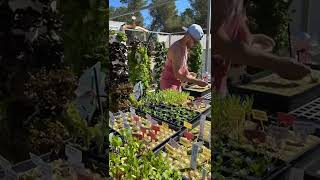 Massive basil grown on an aeroponics tower instagram horticulture shorts agriculture