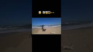 폼만 미쳤지... 개고생 #시고르자브종 #댕댕이산책 #바닷가산책