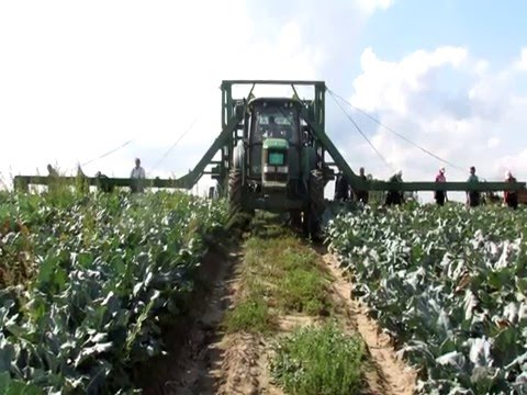 Video: Zelena Pokretna Traka Zdravog Povrća Zimi