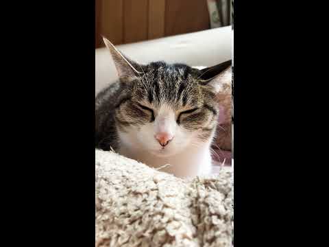 車に反応する猫 - Cat’s reaction to car noise - #Shorts