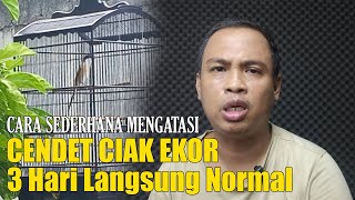 TIPS JITU MENGATASI CENDET CIAK EKOR PARAH || CARA MENGATASI CENDET CIAK EKOR