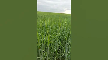 Процесс созревания колосового ячменя 2021 год. Всем Добра🤝