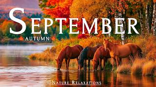 September Autumn 4K 🍂 Early Fall Landscapes 🍂 Amber Meadows, Woodland Paths & Soft Piano Melodies screenshot 3