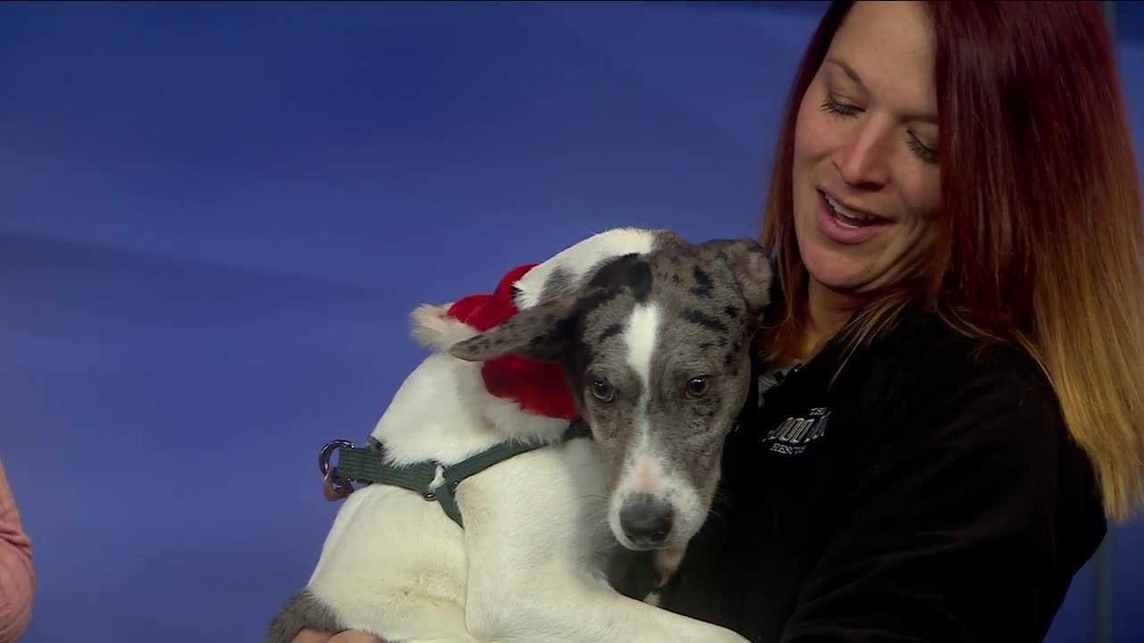 Meet Jessie The Good Dog Rescue YouTube