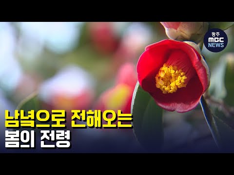 남녘으로 전해오는 봄의 전령 (뉴스데스크 2023.1.12 광주MBC)