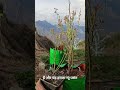 Blueberry farming after one year #blueberry#farming#blueberryinhimachalpradesh#🫐#shorts#viral