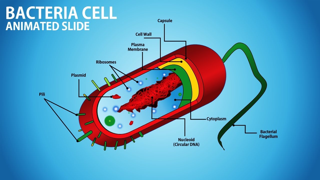 bacteria presentation