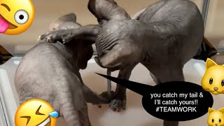 Sphynx Shenanigans: TuPaw Shakur & Jennifurless Lopez Tail Quest! by Ari-Gato Cats 82 views 5 months ago 1 minute, 17 seconds