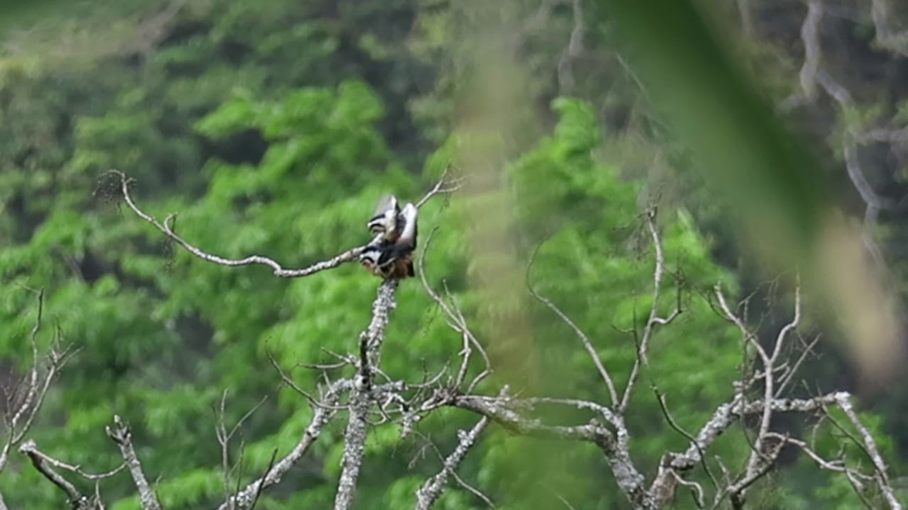 Collared falconet 紅腿小隼 