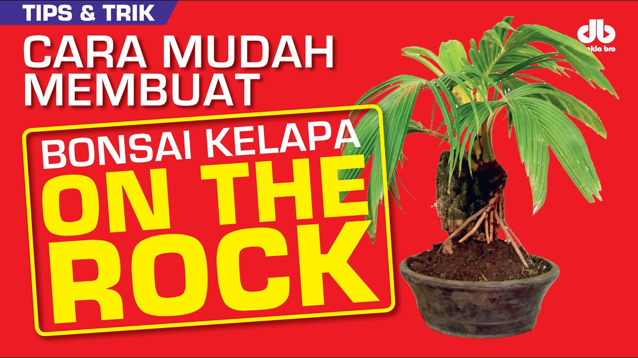 Membuat Bonsai Kelapa Di Atas Batu Karang Youtube