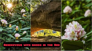 Rendezvous with Rhodo in the Red | Red River Gorge Kentucky | Star Gap Arch