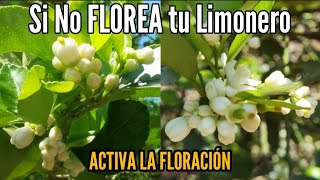 Activa la Floración en tu Limonero 🌼 Tu Planta no quiere Florecer con este Truco explotara de flores