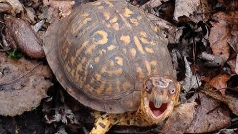 Sparky a Box Turtle - Magic Carpet
