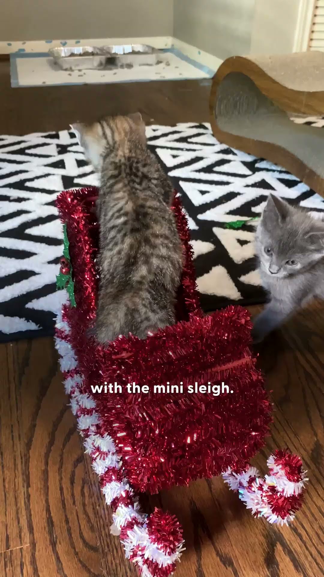 Watch This Kitten Room Get A Holiday Makeover | The Dodo