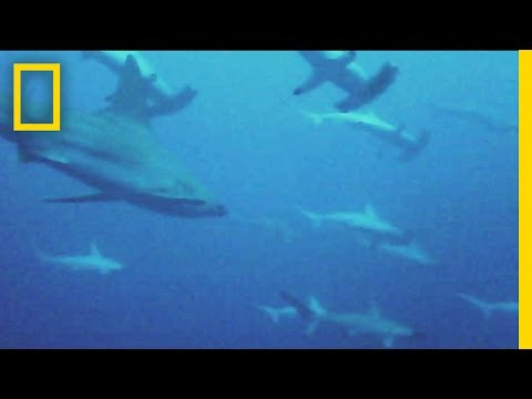 Social Sharks: "First" Video Evidence | National Geographic