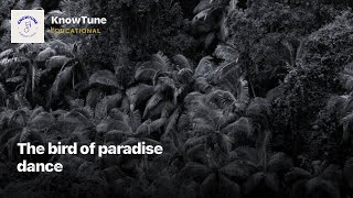 The bird of paradise dance | #Shorts