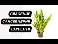 Как Спасти Погибающее Растение | Пересадка Сансевиерии Лауренти