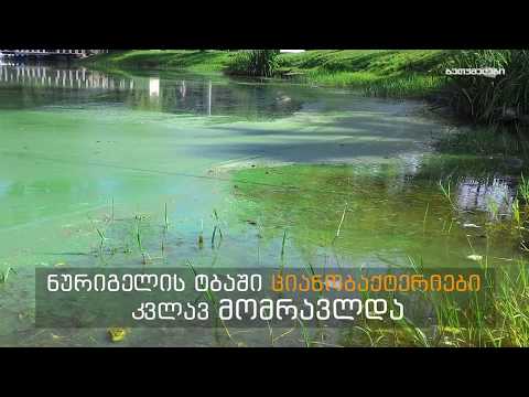 ნურიგელის ტბაში ციანობაქტერიები კვლავ მომრავლდა