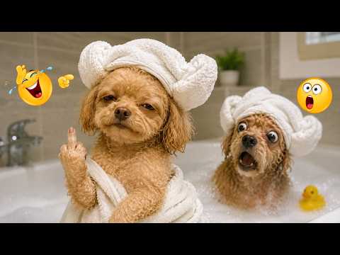 You’ll Be Laughing All Day At These Cats & Dogs 😂 | FUNNIEST PETS Compilation of 2026 EVER