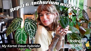 potting my anthurium into a super chunky mix (kartel daun haul update!)