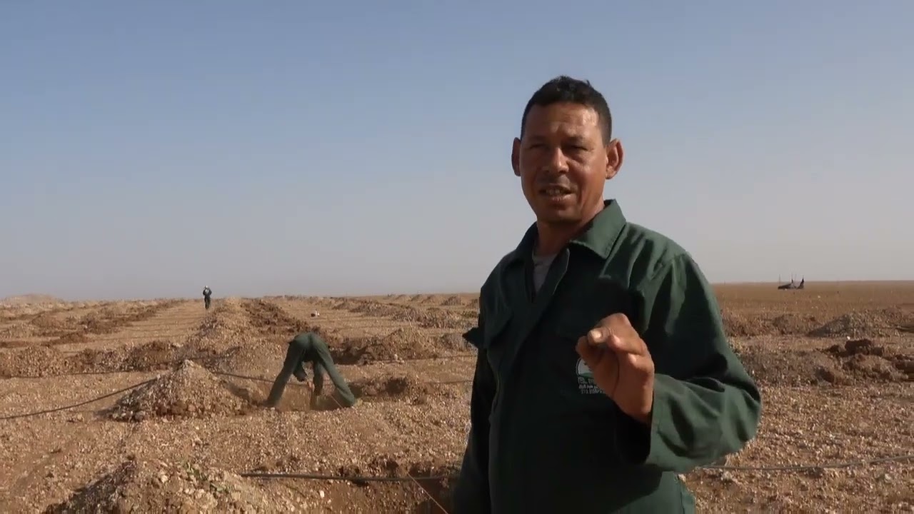 غرس أشجار الزيتون لنكدوك كريفي على عود مغربي من منطقة بنجرير رحامنة 0672661830