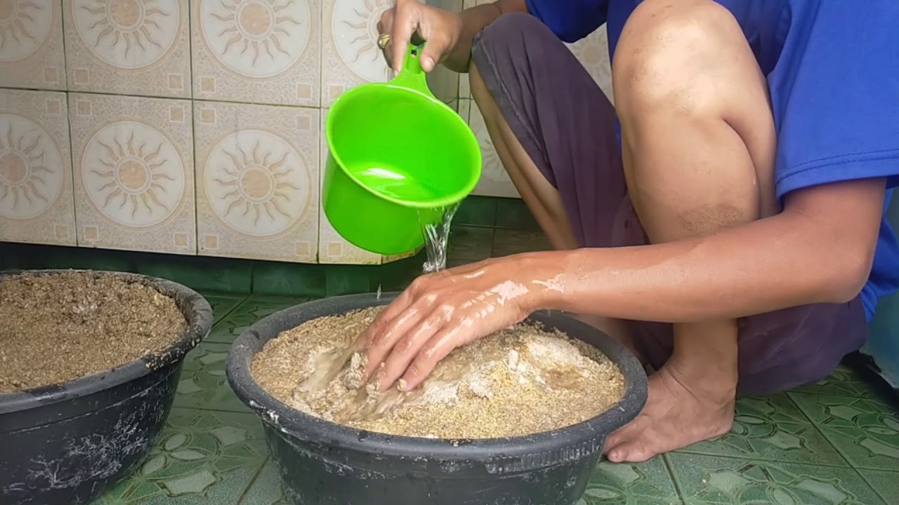 Pemberian pakan pada ternak bebek petelur di sore hari. 