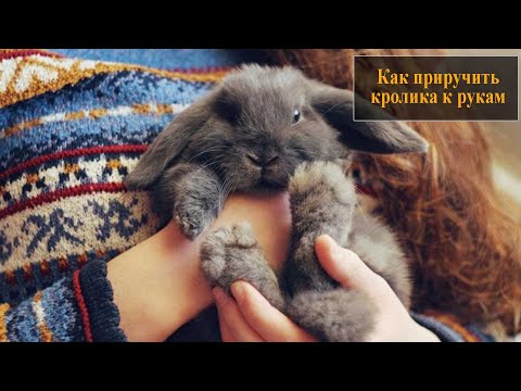 Видео: Как приручить кролика