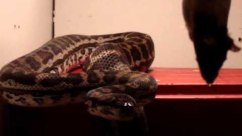 Adult coastal carpet python eating large f/t rat