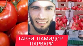 Тарзи помидор 🍅 парвари дар теплица !!!