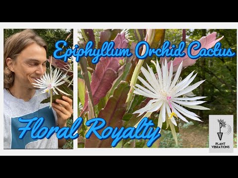 Epiphyllum Orchid Cactus In Bloom Shorts