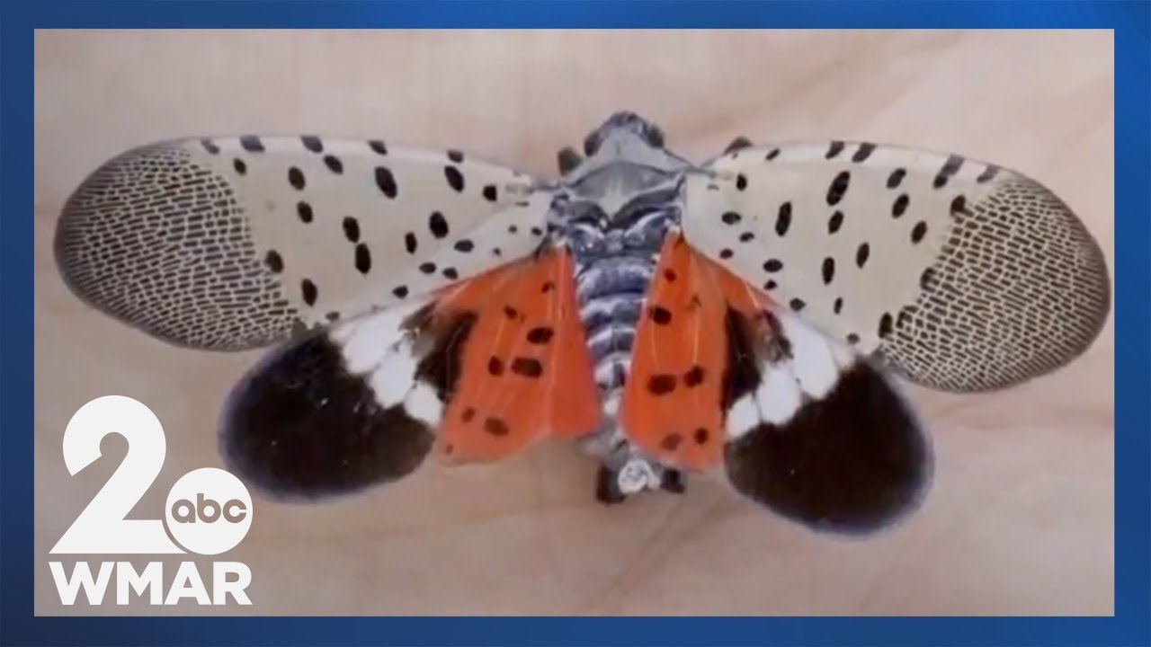 Spotted Lanternflies are in 18 Maryland counties