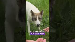 A Stray Dog Begged Her For Food, Then Insisted She Follow Her... I Burst Into Tears! 😭❤️