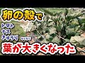 【ホントは教えたくない】とんどもない!卵の殻はサイコーの肥料です【家庭菜園】