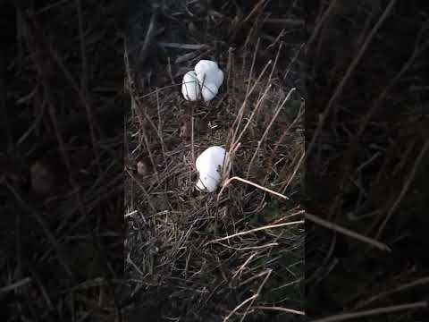 Огромные грибы #БольшойДождевик