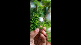 Making a bottle terrarium | How to build a terrarium in a Tiny Glass Bottle #terrarium #shorts