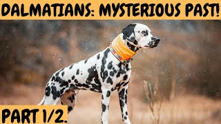 DALMATIAN DOGS: the mysterious past and origin!