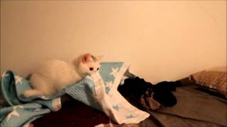 Funny Kitten Play Time by CuteHusky89 394 views 9 years ago 1 minute, 55 seconds