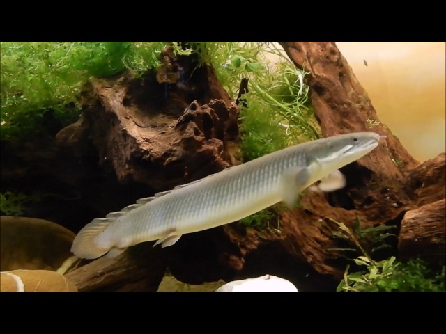 Watch Flösselhechte - Polypterus Senegalus on YouTube.