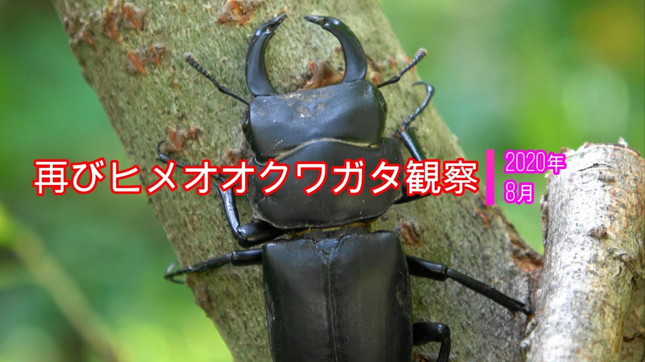 再挑戦！ヒメオオクワガタ観察 2020年8月 - YouTube