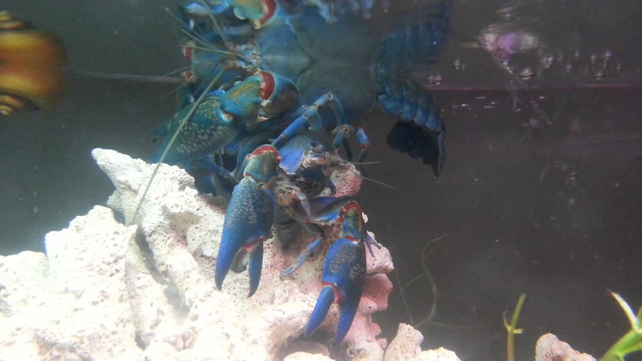 Yabbies Mating 