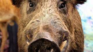Звук, крик, голос дикого кабана | Sound wild boar, voice wild boar, cry wild boar