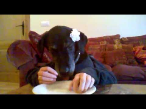 Louie and Ioan's videos: Human dog