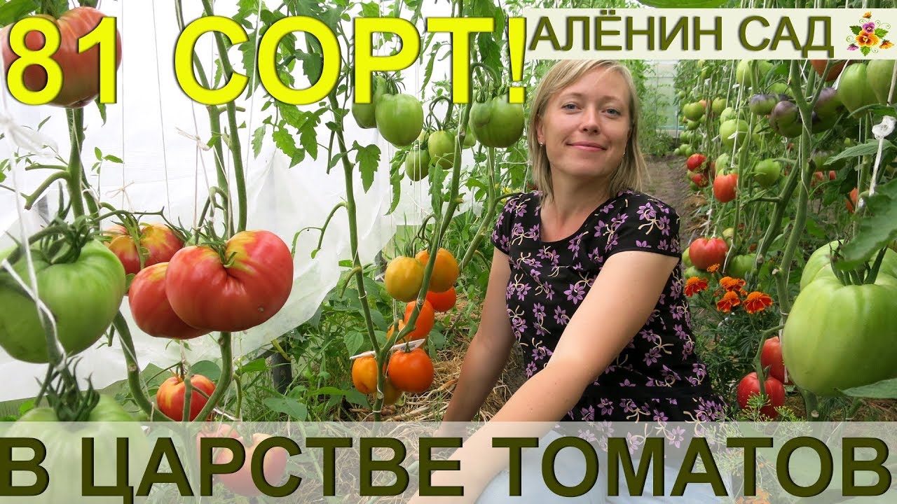 81 сорт томатов "живьем" сразу в одном видео! Экскурсия в теплицы коллекционера сортов томатов!