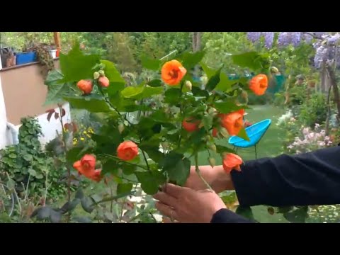 Video: Abutilon'un Parlak çiçekleri