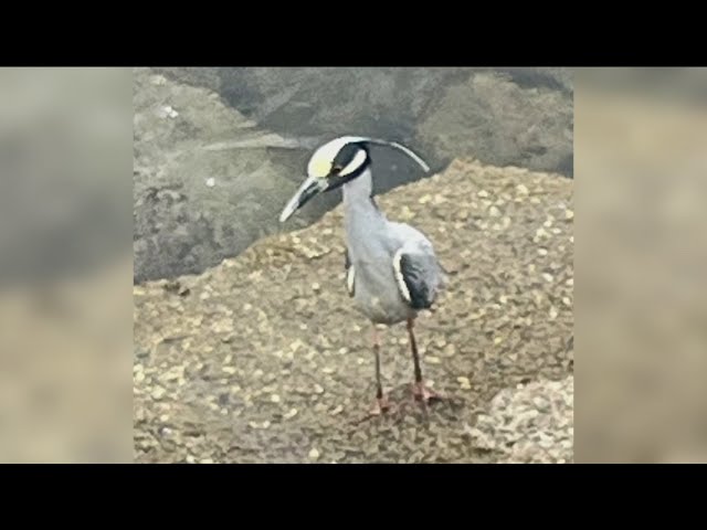 Yellow-crowned night herons spotted around San Diego County class=